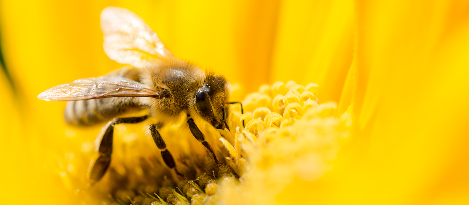 Hydrogen will clean up the planet and bees will check we’re doing it!