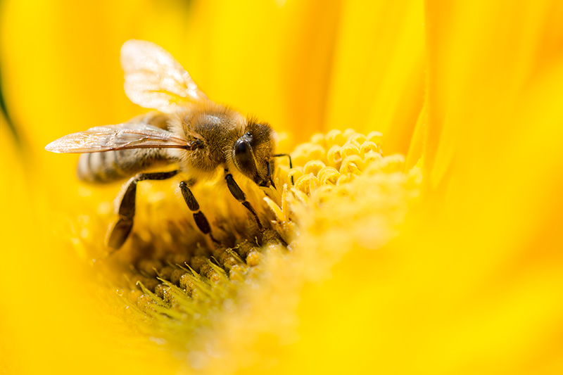 Hydrogen & Bees